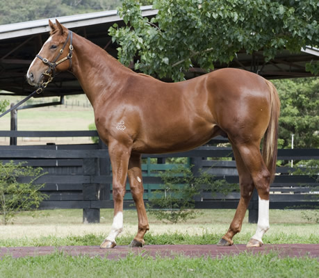 Starcraft - Miss Larnoo Colt